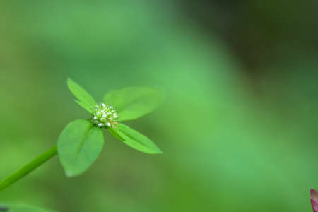 flower petals with green blur background and sunset light. HD Image and Large Resolution. can be used as background and wallpaper. web banners consepts.の写真素材