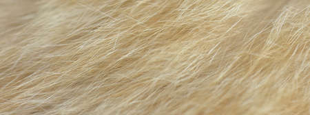 cat fur texture. HD Image and Large Resolution. can be used as background and wallpaper. web banners consepts.の写真素材