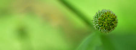 flower petals with green blur background and sunset light. HD Image and Large Resolution. can be used as background and wallpaper. web banners consepts.の写真素材