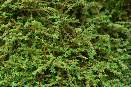 Beautiful green moss on the floor, moss closeup, macro. Beautiful background of moss for wallpaper.