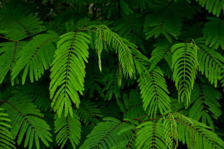 tropical forest leaves with this year's color tone trend, vintage color, a new concept of summer, copy spaceの写真素材