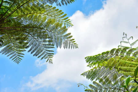 Many giant fern trees in a tropical rain forest with a background of blue sky and white clouds. can be used as background and wallpaperの写真素材