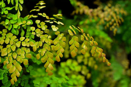 tropical fern leaf texture, large palm foliage nature dark green backgroundの写真素材