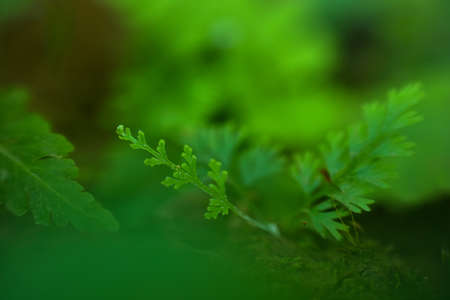 Abstract green leaf background, soft focus, sunny day, fresh spring field, natural textured wallpaperの写真素材