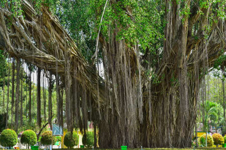 big tree root in the jungle wild. amazing banyan root in deep tropical forest. A old tree has roots for natural background.の写真素材