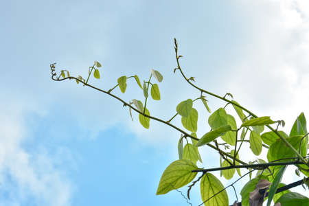 Bush grape or three-leaved wild vine cayratia (Cayratia trifolia) liana ivy plant bush, nature frame...