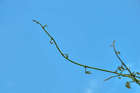 Bush grape or three-leaved wild vine cayratia (Cayratia trifolia) liana ivy plant bush, nature frame jungle border with a blue sky and white clouds as a backgroundの写真素材