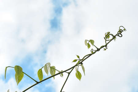 Bush grape or three-leaved wild vine cayratia (Cayratia trifolia) liana ivy plant bush, nature frame...