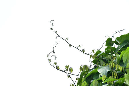 Bush grape or three-leaved wild vine cayratia (Cayratia trifolia) liana ivy plant bush, nature frame jungle border with a blue sky and white clouds as a backgroundの写真素材