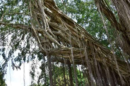 roots of an old banyan tree that lives on the banks of rivers with roots that spread to the ground...
