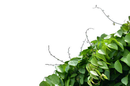 Bush grape or three-leaved wild vine cayratia (Cayratia trifolia) liana ivy plant bush, nature frame...