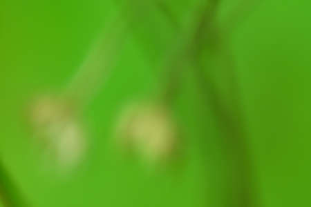 Bokeh green nature, Subtle background in abstract style for graphic design or wallpapersの写真素材