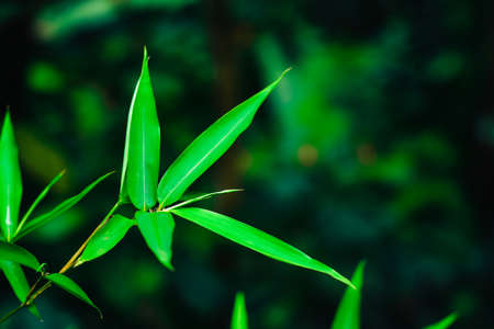 Abstract green leaf background, soft focus, sunny day, fresh spring field, natural textured wallpaperの写真素材