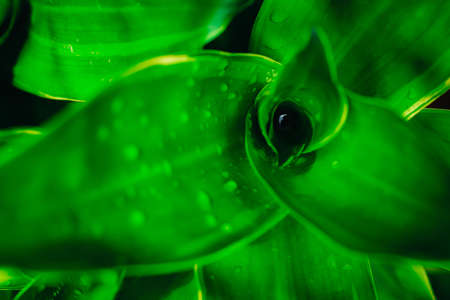 Abstract green leaf background, soft focus, sunny day, fresh spring field, natural textured...