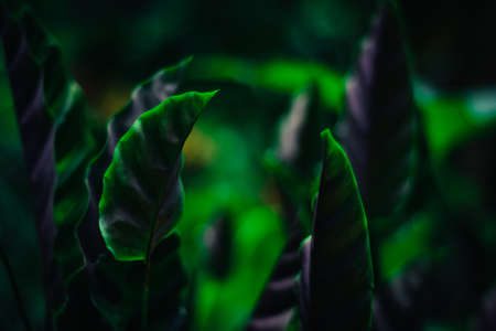 Beautiful green leaf with white stripes of Calathea majestica , tropical foliage plant nature leaves...