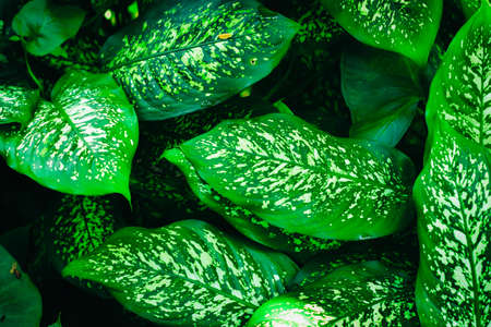 Beautiful green leaf with white stripes of Calathea majestica , tropical foliage plant nature leaves...