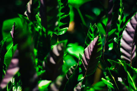 Beautiful green leaf with white stripes of Calathea majestica , tropical foliage plant nature leaves...
