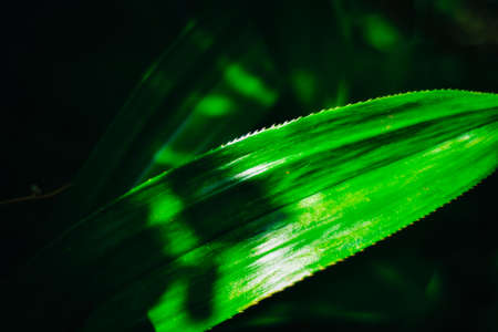 Fresh green pandan leaves, blurred bokeh and sunshine background in a garden, nature concept.
