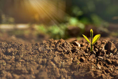 agriculture plant seeding growing in garden and sunlight, new life growth ecology business financial...