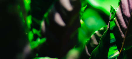 dark green leaves abstract background for web banners with space for text. HD Image and Large Resolution. can be used as wallpaperの写真素材