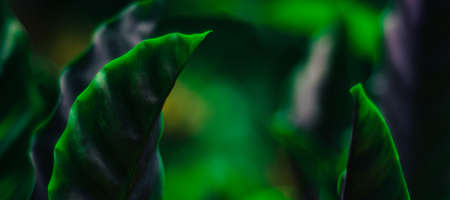 dark green leaves abstract background for web banners with space for text. HD Image and Large Resolution. can be used as wallpaperの写真素材