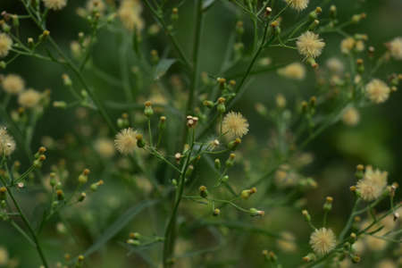 Dandelion seeds in the sunlight blowing away across a fresh green morning background. Hd image and large ziseの写真素材