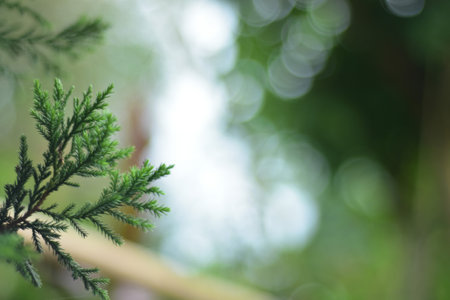 christmas tree with some light bokeh and blurred background