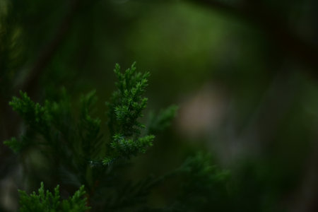 christmas tree with some light bokeh and blurred background