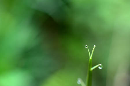 A large, beautiful drop of clear water on a green macro sheet. Dew drops in the morning glow in the sun. Beautiful texture of the leaves in nature. bokeh backgroundの写真素材