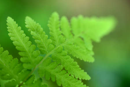 Closeup nature view of beautiful fern on blurred greenery background in garden with copy space for text using as background natural green plants landscape, ecology, fresh cover page concept.の写真素材