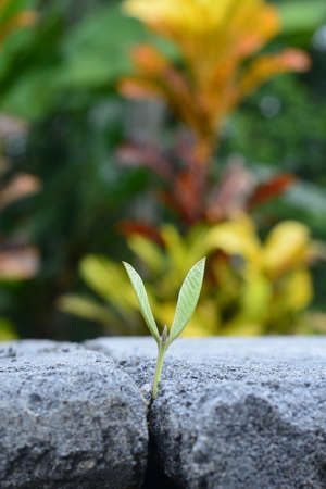 young leaves growing between the rocks with a blurred background, can be used as wallpaperの写真素材