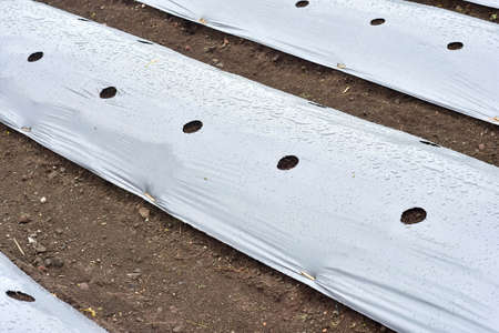 Agricultural land is covered with plastic and given a hole to plant vegetables with dry twigs as a medium for vinesの写真素材
