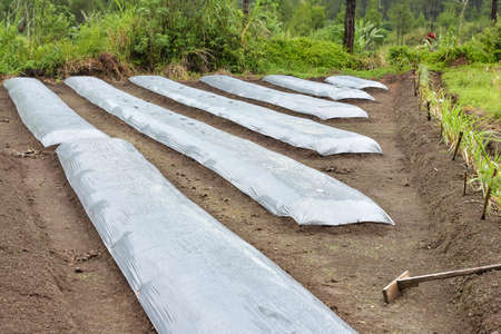 Agricultural land is covered with plastic and given a hole to plant vegetables with dry twigs as a medium for vinesの写真素材