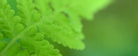 Closeup nature view of beautiful fern on blurred greenery background in garden with copy space for...