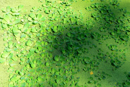 water hyacinth or aquatic plants covering the surface of the pond waterの写真素材