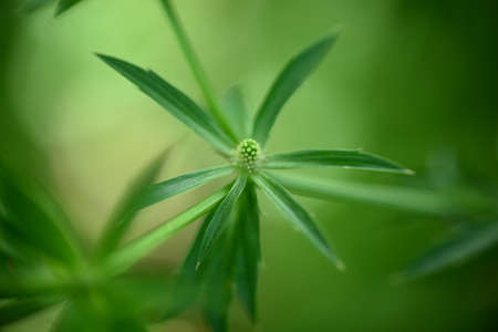Close up nature view of green leaves on blurred greenish background in park with copy space using...