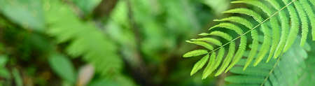 Nature of green leaf in garden at summer. Natural green leaves plants using as spring background...