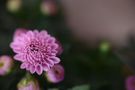 Nature of green and purple leaf in garden at summer. Natural green leaves plants using as spring background cover page environment ecology or greenery wallpaperの写真素材