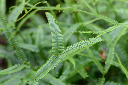 Closeup nature view of beautiful fern on blurred greenery background in garden with copy space for...