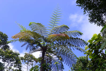 Many gigantic fern trees, vines and shrubs located in Indonesia tropical rain forest. can be used as...