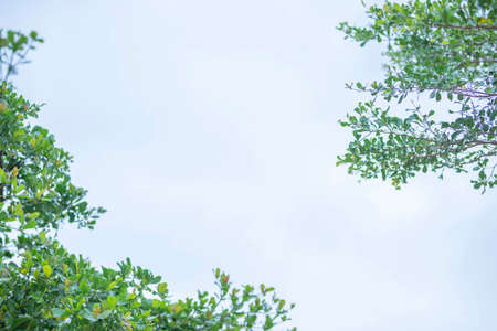 green leaf frame with blue sky and white clouds background, can be used as wallpaperの写真素材