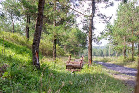 Quiet gravel road through the pine forest at sunset in the middle of summer, can be used as background and wallpaperの写真素材