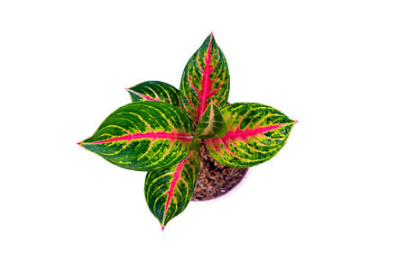 Aglonema red andini pot and seen from above isolated on white background with clipping path included. The leaves are dominated by a bright red and green color, can be used as wallpaperの写真素材