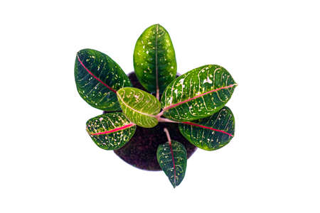 Aglonema donacarmen in pot and seen from above isolated on white background with clipping path included. The leaves are dominated by a bright red and green color, can be used as wallpaperの写真素材