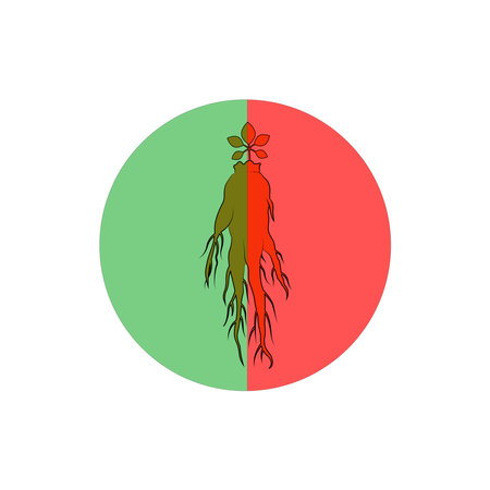 Ginseng icon. Vector illustration of ginseng root.のイラスト素材
