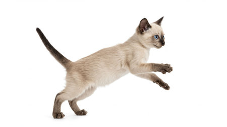 A young Siamese kitten leaps with outstretched paws, featuring cream fur, brown points, and striking blue eyes. Energetic, curious, and adorable, perfect for pet, and lifestyle.の素材