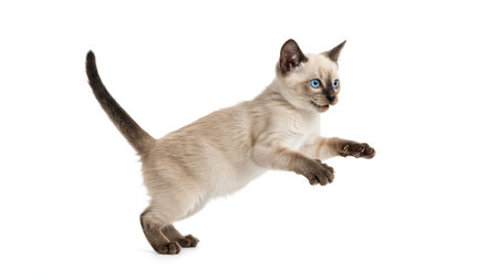 Adorable Cream Kitten Jumping Playfully With Bright Blue Eyes On White Studio Backgroundの素材