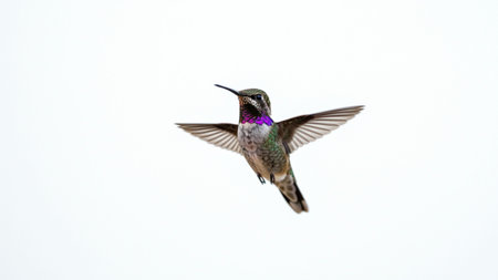 Vibrant Hummingbird in Flight with Iridescent Purple Throat Soaring Across White Background. Ruby-throated Hummingbird (archilochus colubris) in flightの素材