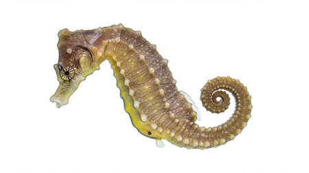 Hippocampus seahorse isolated on a white background. Seahorse Illustration With Curling Tail In Yellow Brown Tones For Ocean Nature Themeの素材