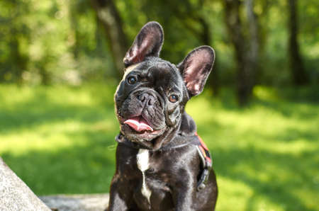 Happy dogの写真素材